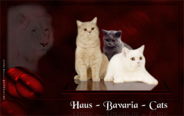 Britisch-Kurzhaar Katzen - Tiere - München