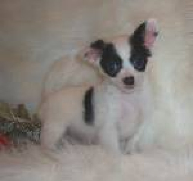 Reizende und wohle zahme Chihuahua Welpen für Verkauf - Tiere - 