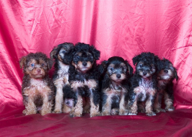 Tsvetnaya Bolonka Zwetna Babys - Tiere - 