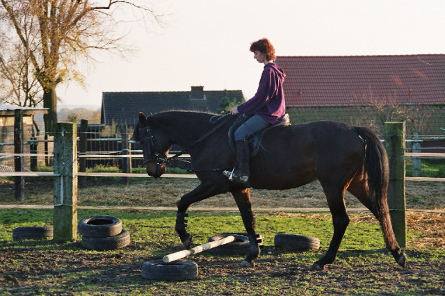 Kasparo Trakehner Wallach zuverkaufen - Tiere - Römstedt