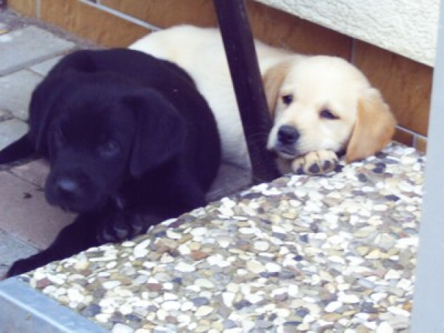 Wunderschöne Labradorwelpen - Tiere - Suhl