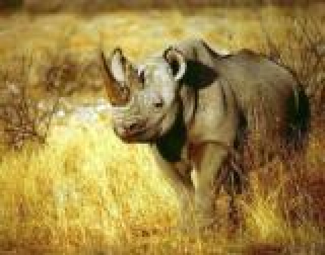 Namibia-Erleben-Afrika-Abenteuer - Urlaub Reise - Schwandorf