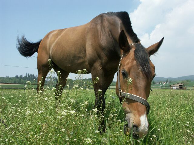 Suche Reitbeteiligung - Sport - 