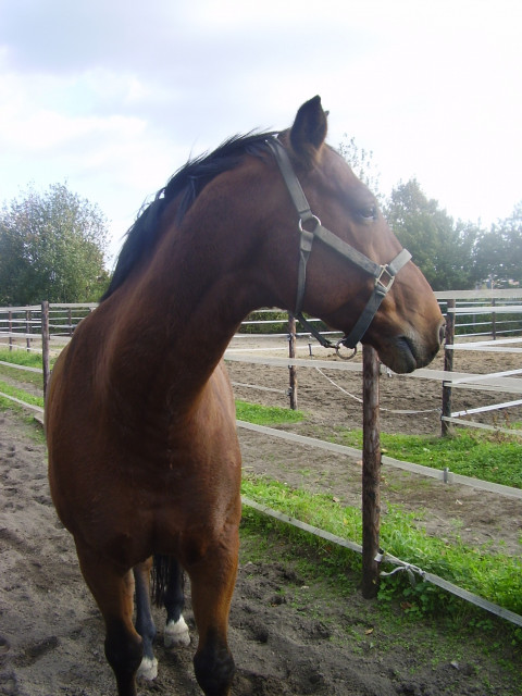 Rb nach Hürth gesucht an Rheinländerwallach - Tiere - Hürth