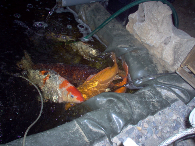 Koikarpfen - Tiere - hadamar