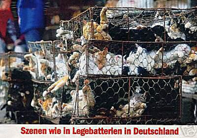 KASTRATION IST DER BESTE TIERSCHUTZ! - Tiere - 