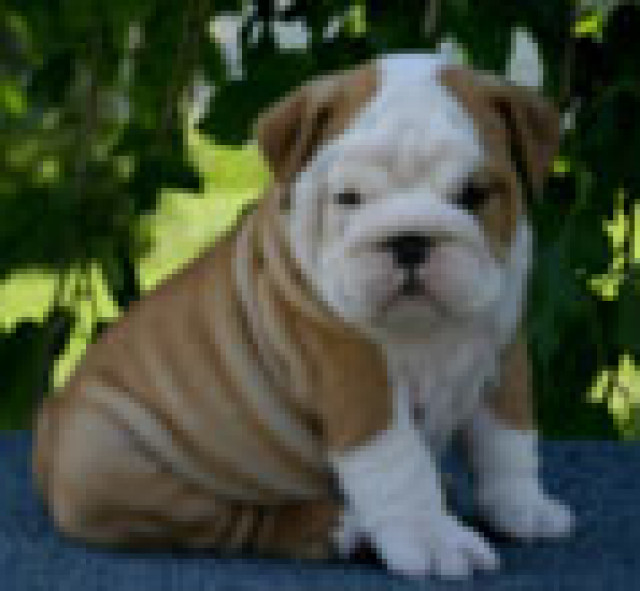 Englisch Bulldogge Welpen suchen ein Zuhause - Tiere - 