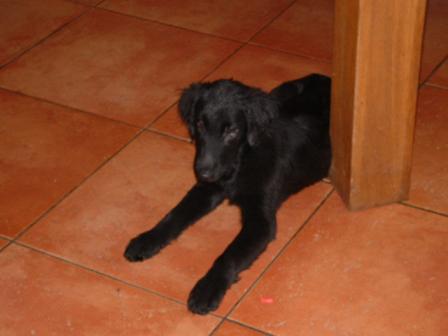 Süsse Labrador-Flatcoated Mischlinge - Tiere - Buch