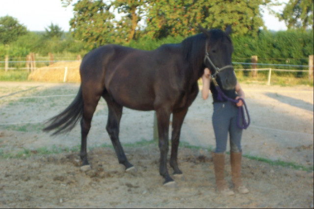 Trakehner Wallach Memphis zuverkaufen - Tiere - Römstedt