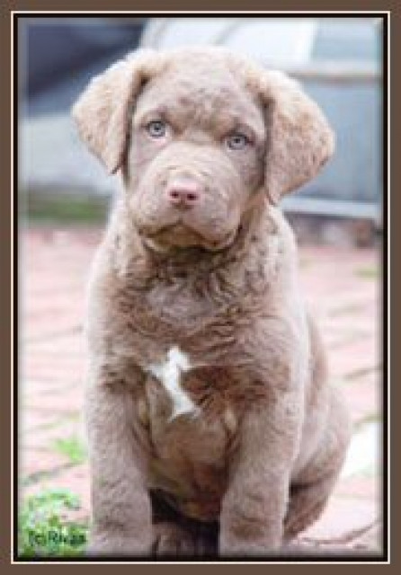 CHESAPEAKE BAY RETRIEVER - Tiere - 