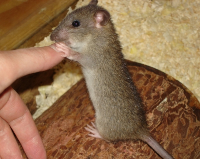 5 Ratten, zwei Wilde (Handaufzuchten) und drei Farbis - Tiere - 